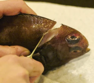 How To Clean A Flounder