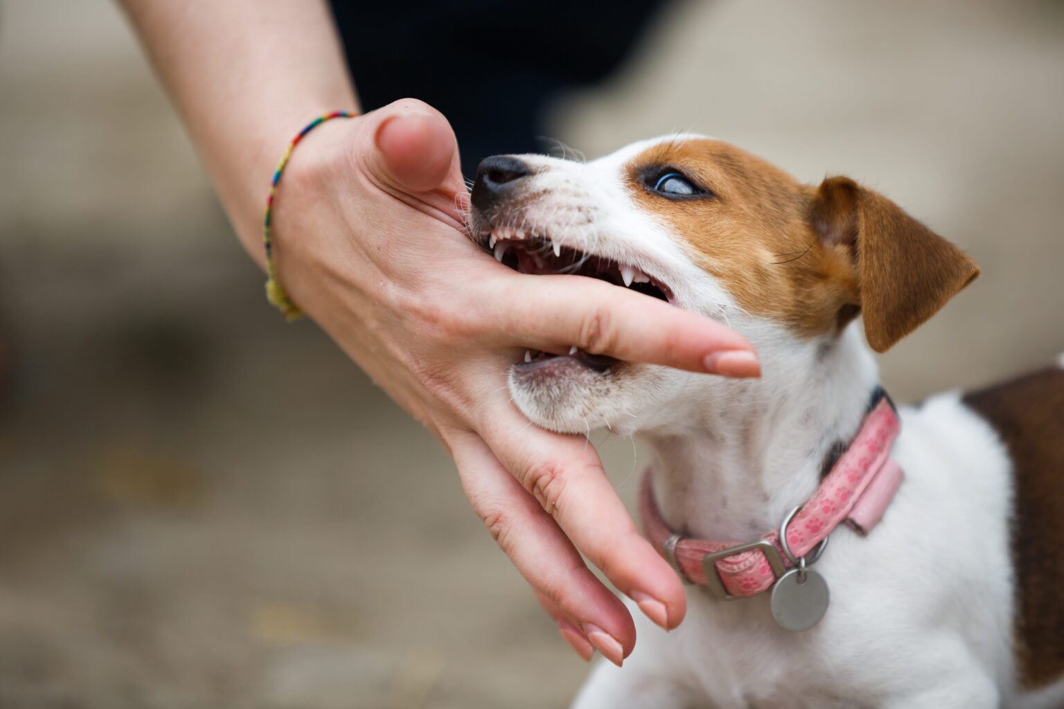 How To Make A Dog Stop Biting(A Complete Guide) EnoughInfo Daily