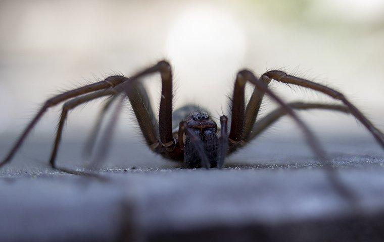 How to Keep Spiders out of Your Home
