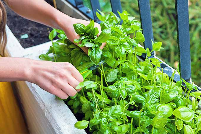 How To Grow Basil(Steps and Tips)