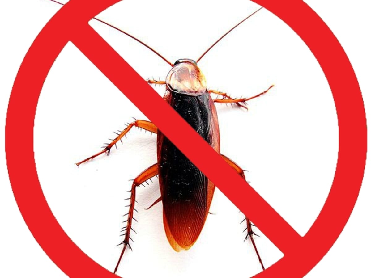 How To Get Rid Of Cockroaches(All You Need To Know)