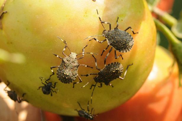 How To Get Rid Of Stink Bugs(All You Need To Know)