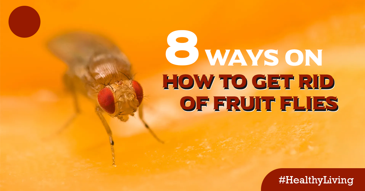 8 Ways On How To Get RId Of Fruit Flies