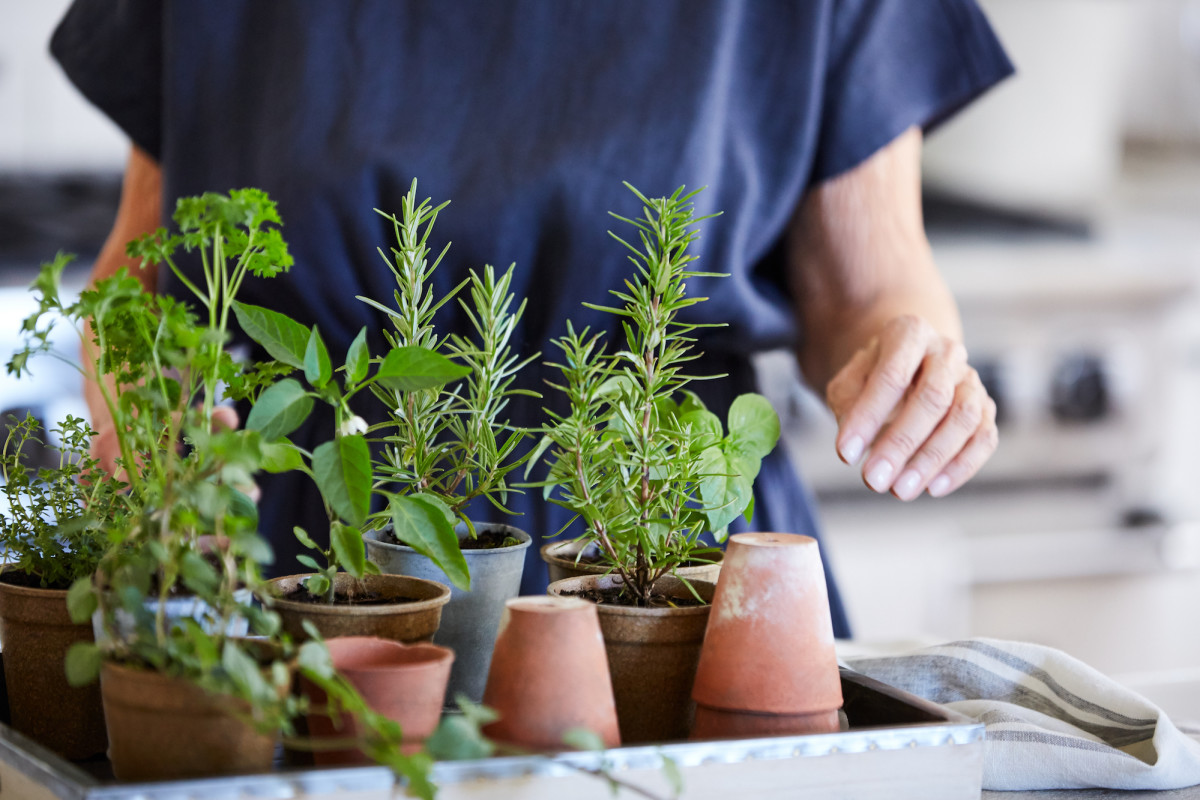 How To Grow Herbs Indoors