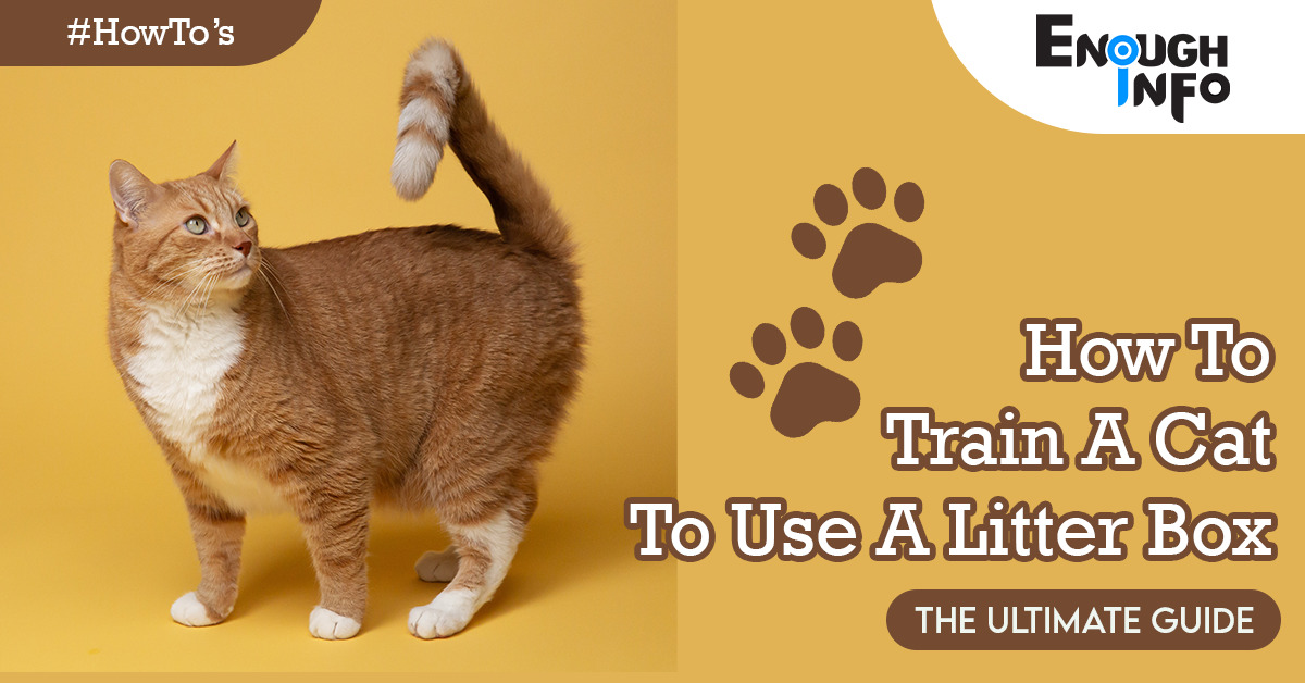 How To Train A Cat To Use A Litter Box