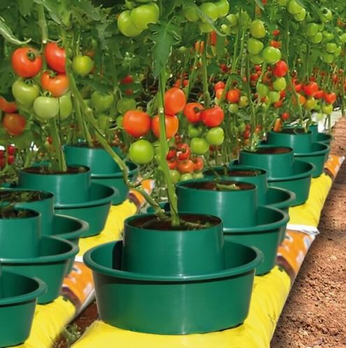 How to plant tomatoes in pots