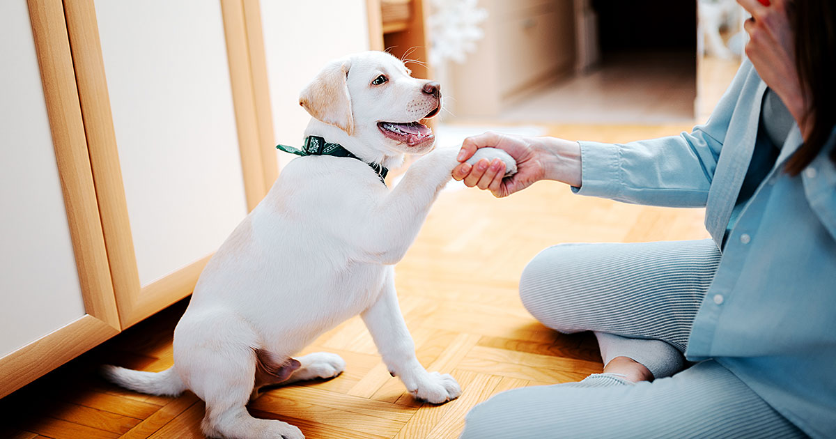 Teaching A Dog To shake Hands