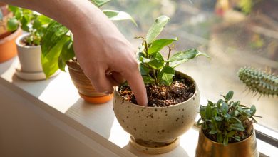 How to (grow a specific plant) indoors
