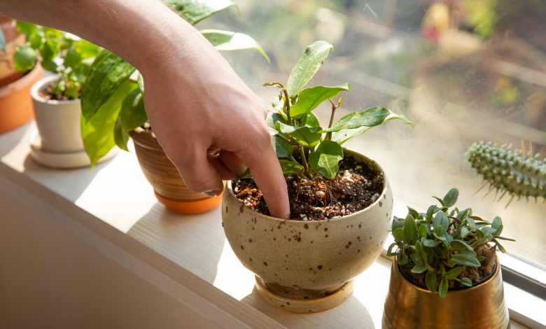How to (grow a specific plant) indoors
