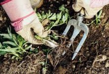How to get rid of Weeds Naturally