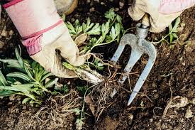 How to get rid of Weeds Naturally